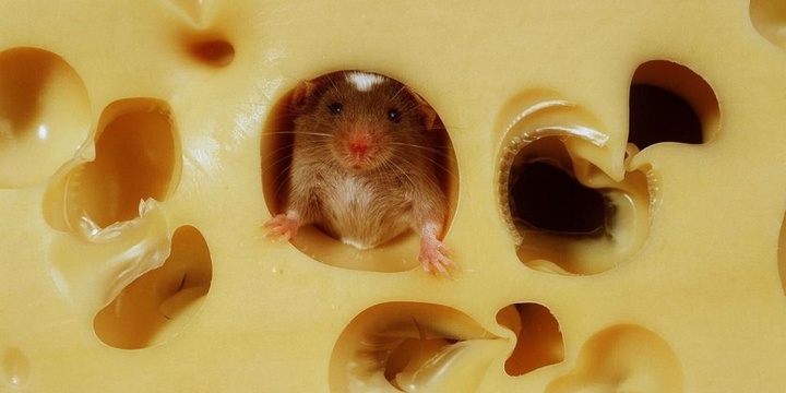 Мышь в сыре