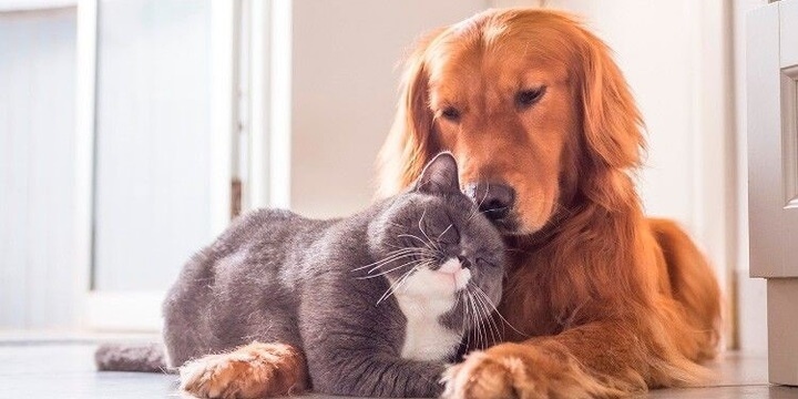 Кот и пес Кот и пес