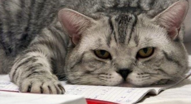 Кот Кот