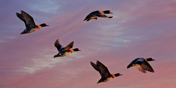 Откуда прилетели газетные утки