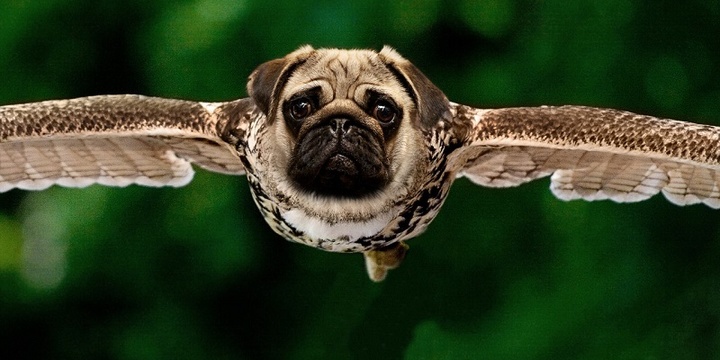 Чем опасны фейки