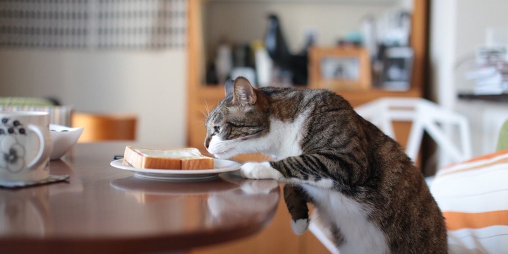 кот и бутерброд